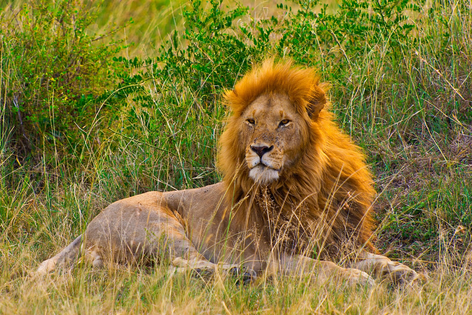 Image number 3 for 4 Days / 3nights Masai Mara & Lake Nakuru.