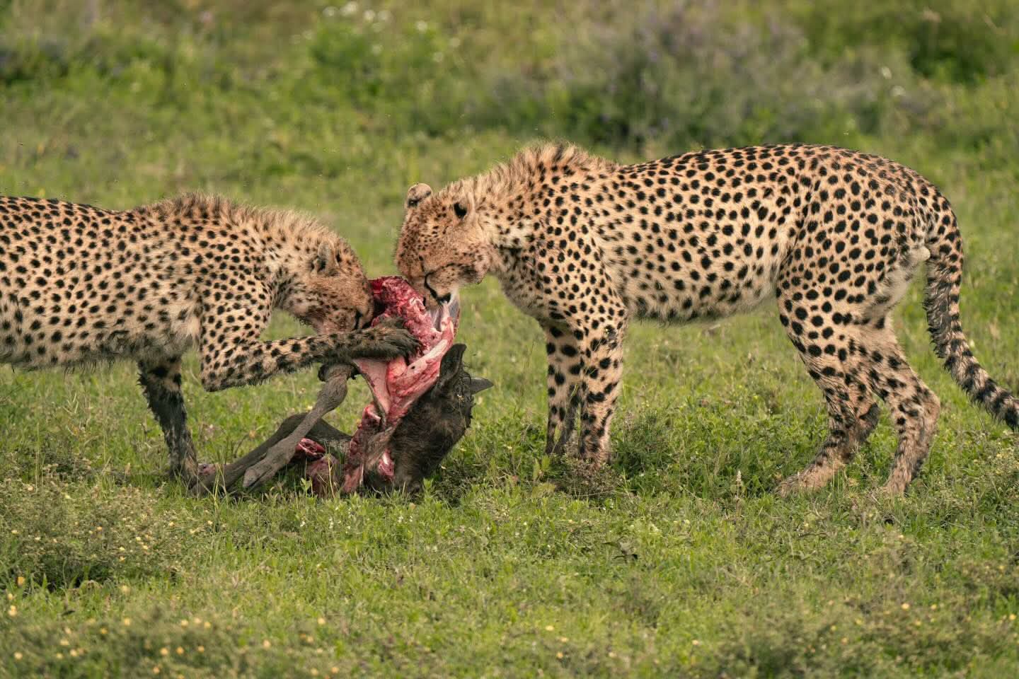 Image number 5 for Tanzania Safari: A Journey Into Africa’s Untamed Heart