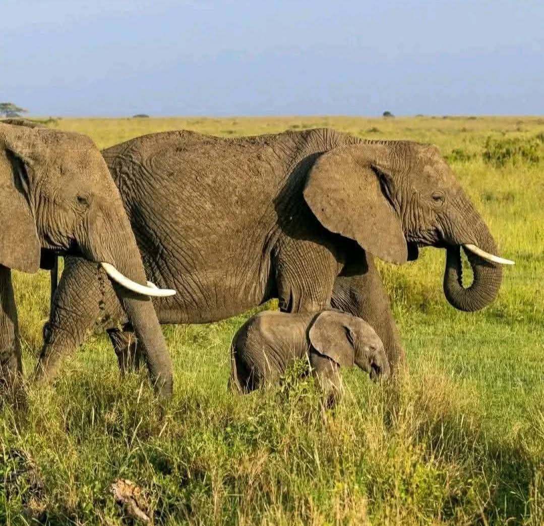 Image number 1 for Zanzibar To Mikumi Adventure
