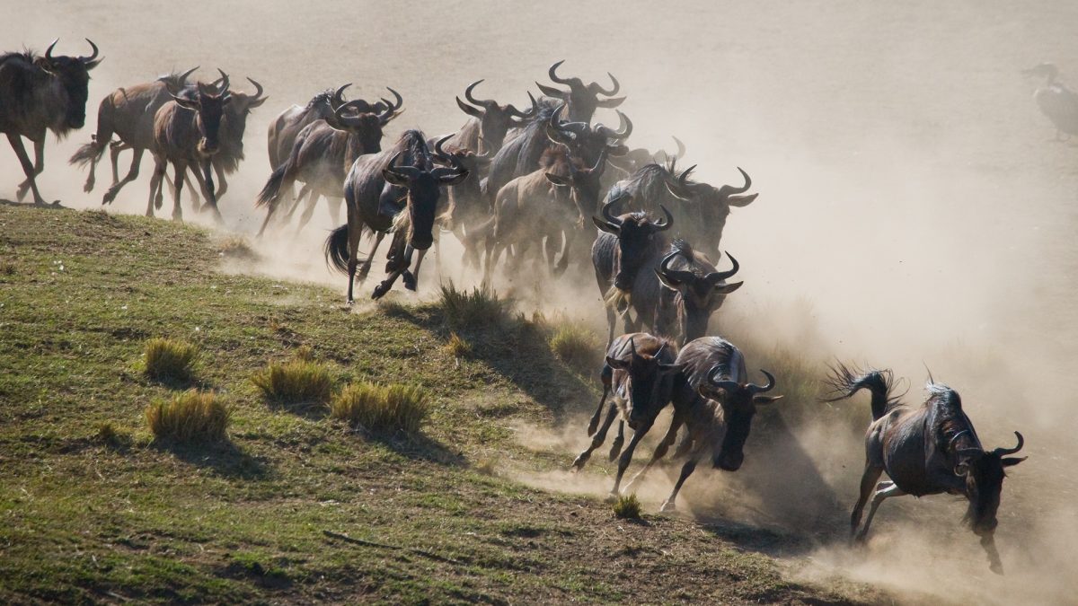 background image for - 8 Days Tanzania Comfort Safari