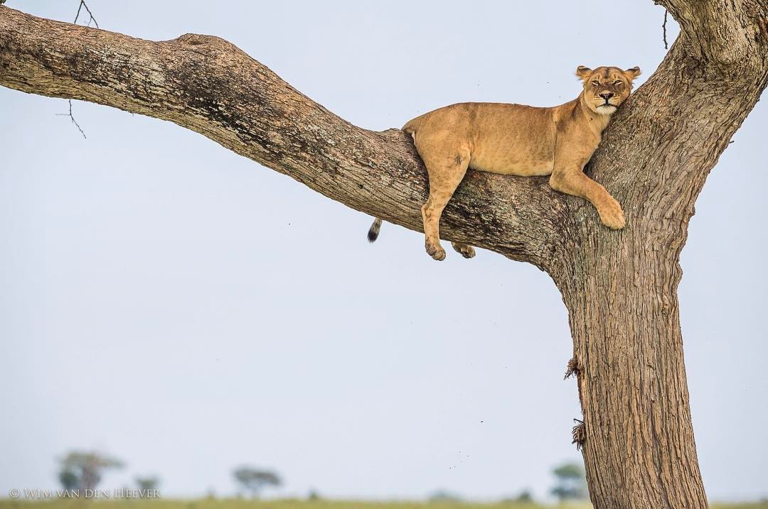 Image number 2 for 2 Days Tanzania Camping Safari
