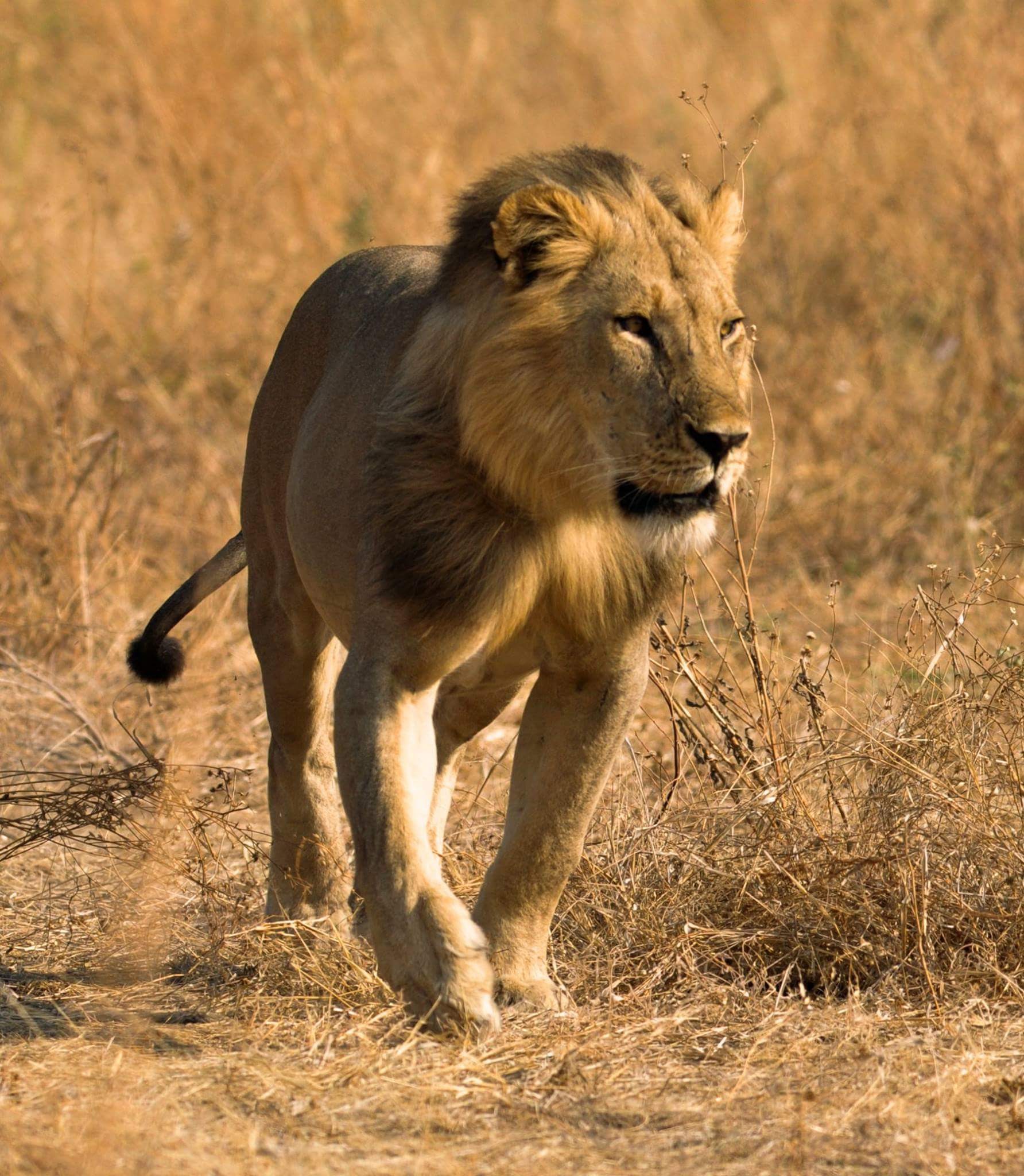 Image number 1 for 2 Day : Ruaha National Park From Iringa