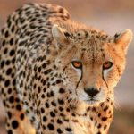 Image number 3 for 10 Days Tanzania Classic Safari