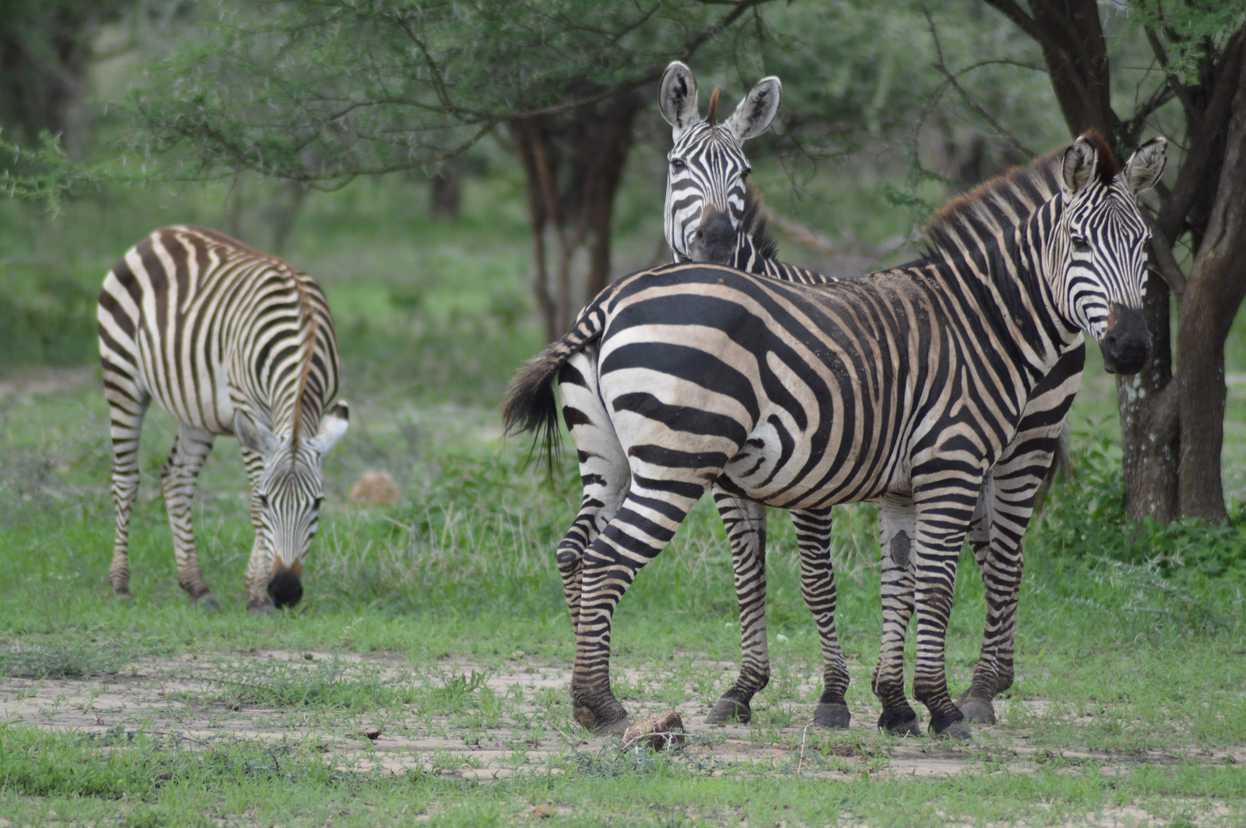 Image number 24 for 5-Day Safari Experience