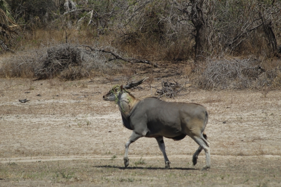 Image number 3 for 2-Day Comfort Safari Experience To Nyerere National Park