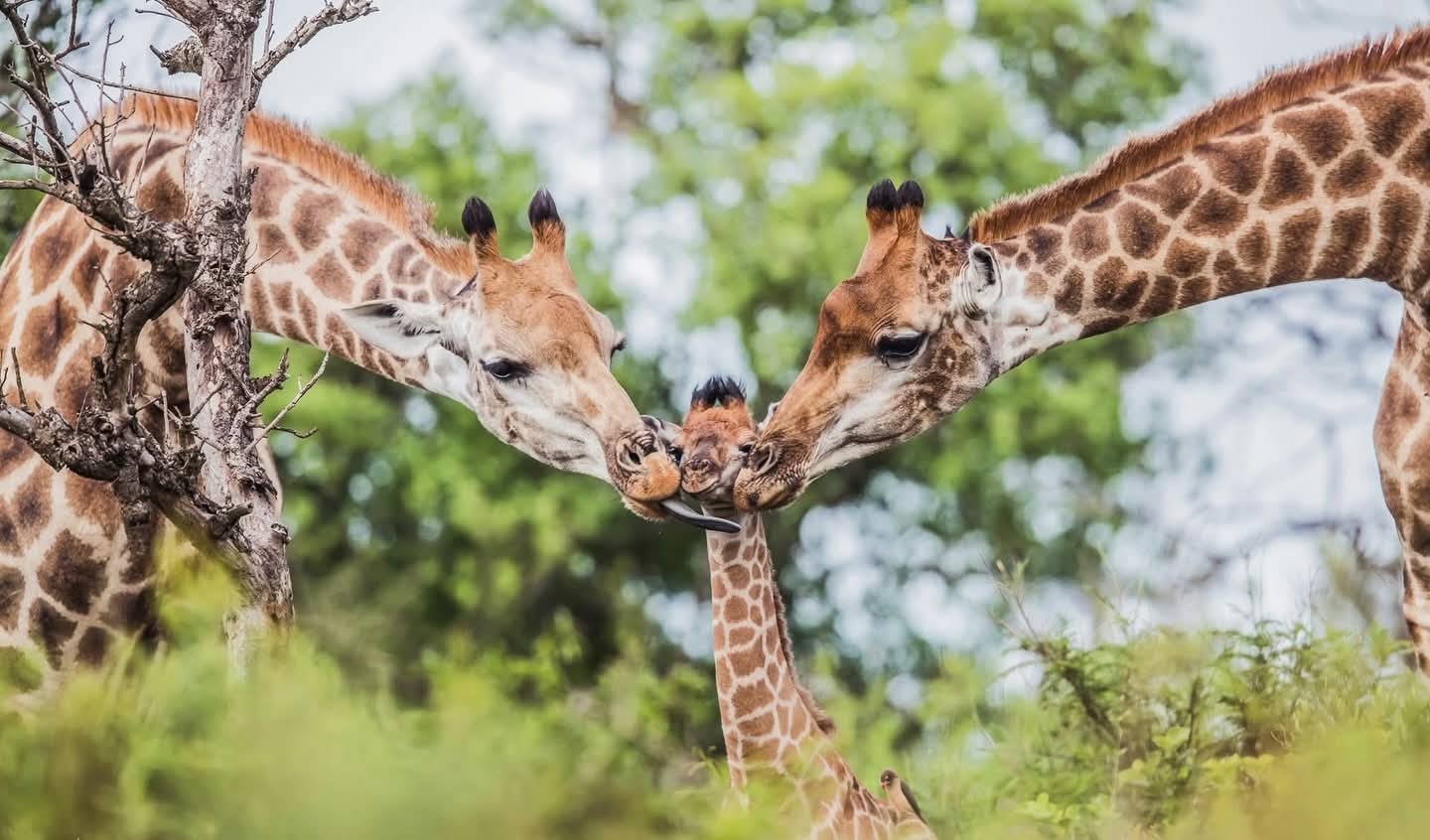 background image for - Photographic Safari Tarangire |ngorongoro| Serengeti 