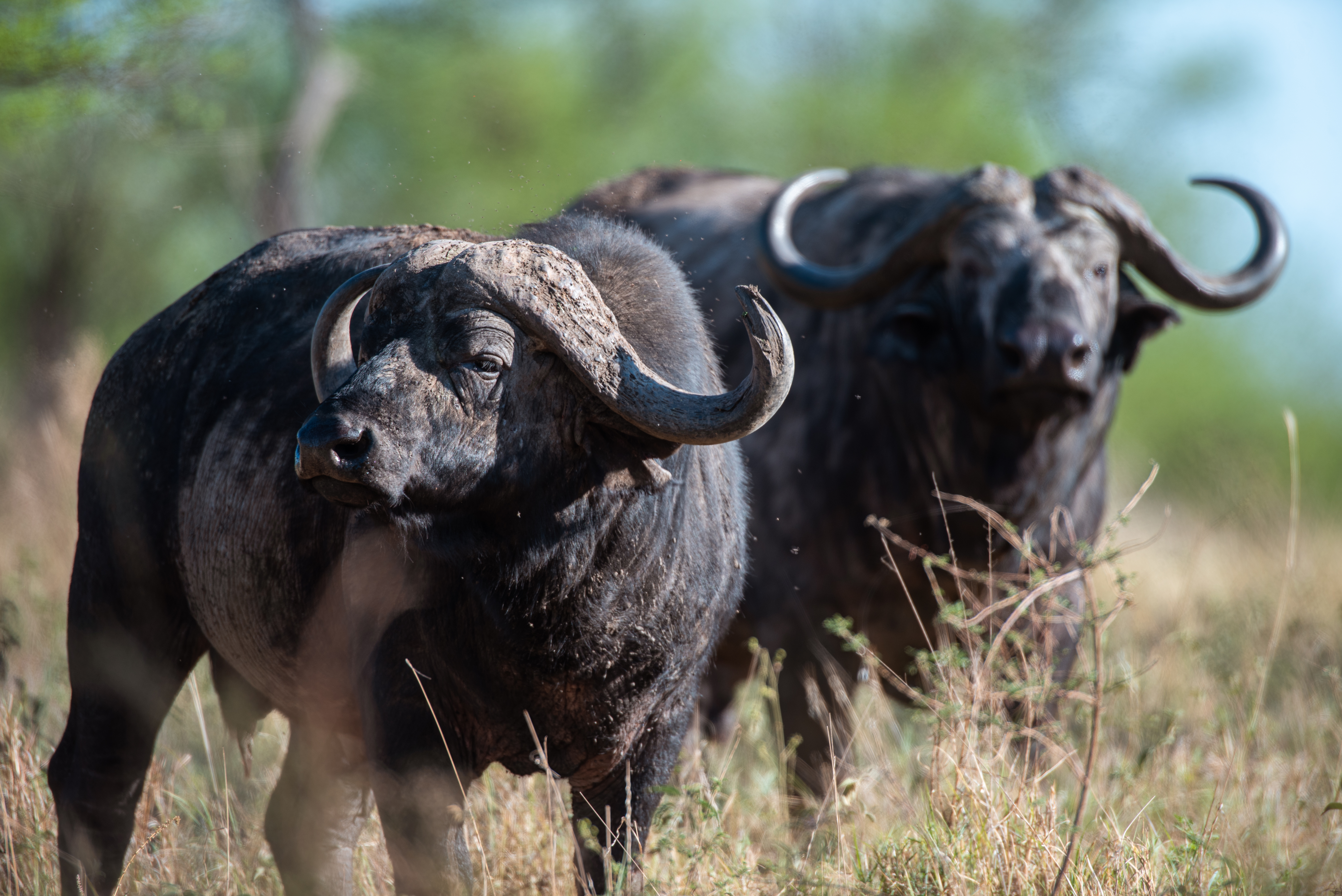 Image number 3 for 3 Days Serengeti & Ngorongoro Fly-in Safari From Zanzibar Island
