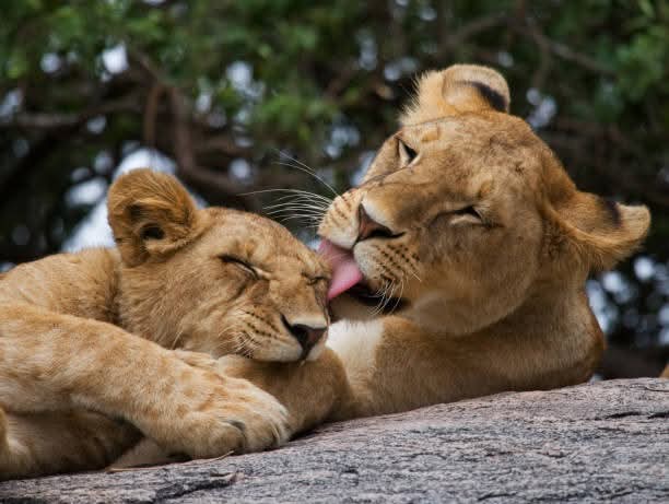 Image number 1 for Private Family Safari In Tanzania