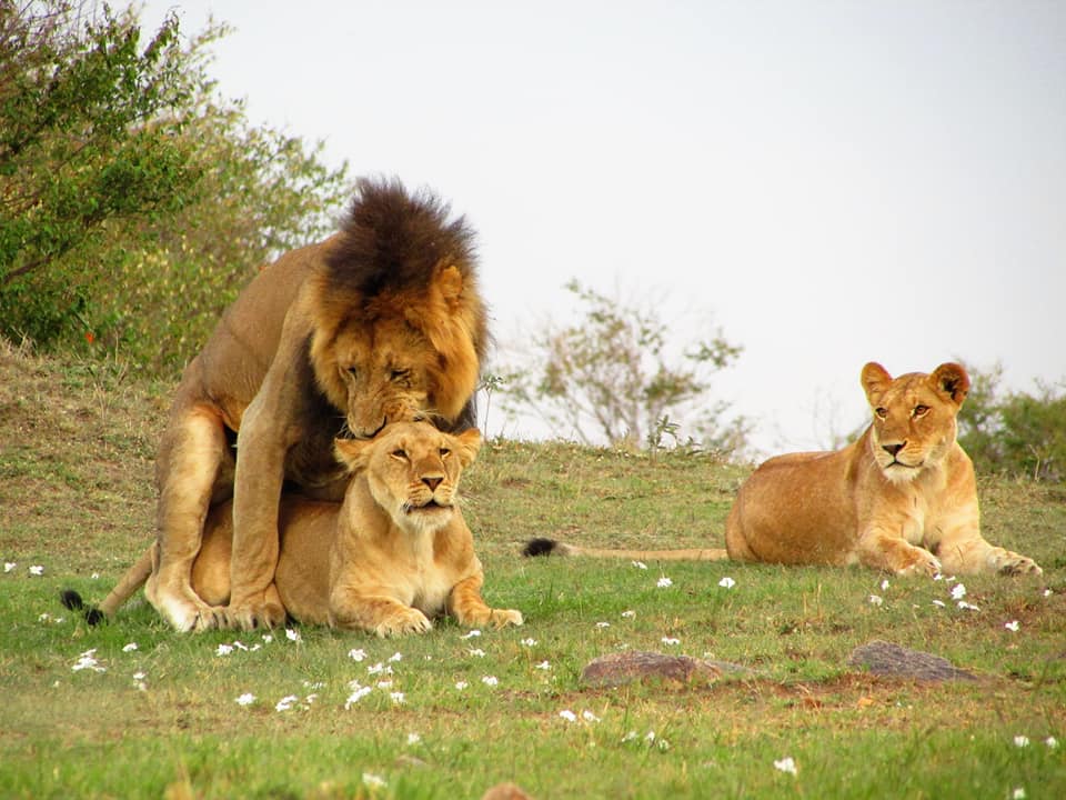 background image for - Explore Samburu In Style: A 3-Day Safari 