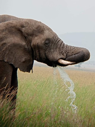 Image number 1 for Lake Manyara, Serengeti, Crater & Tarangire Park