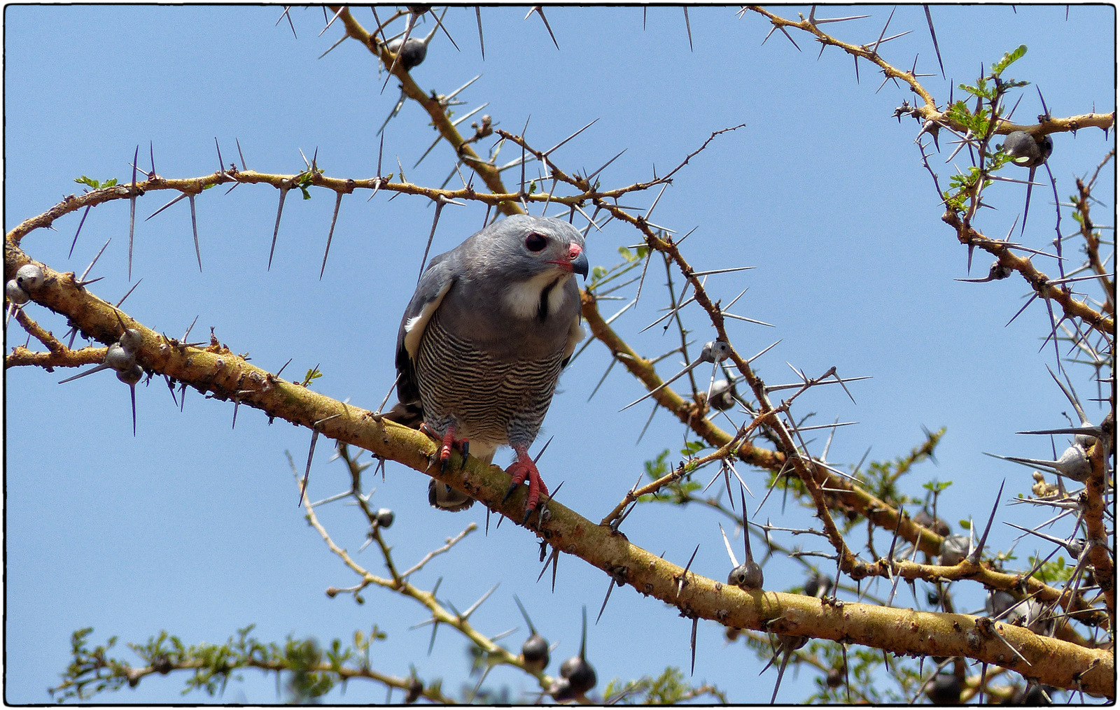 background image for - 2 Days Tanzania Mid-range Safari 