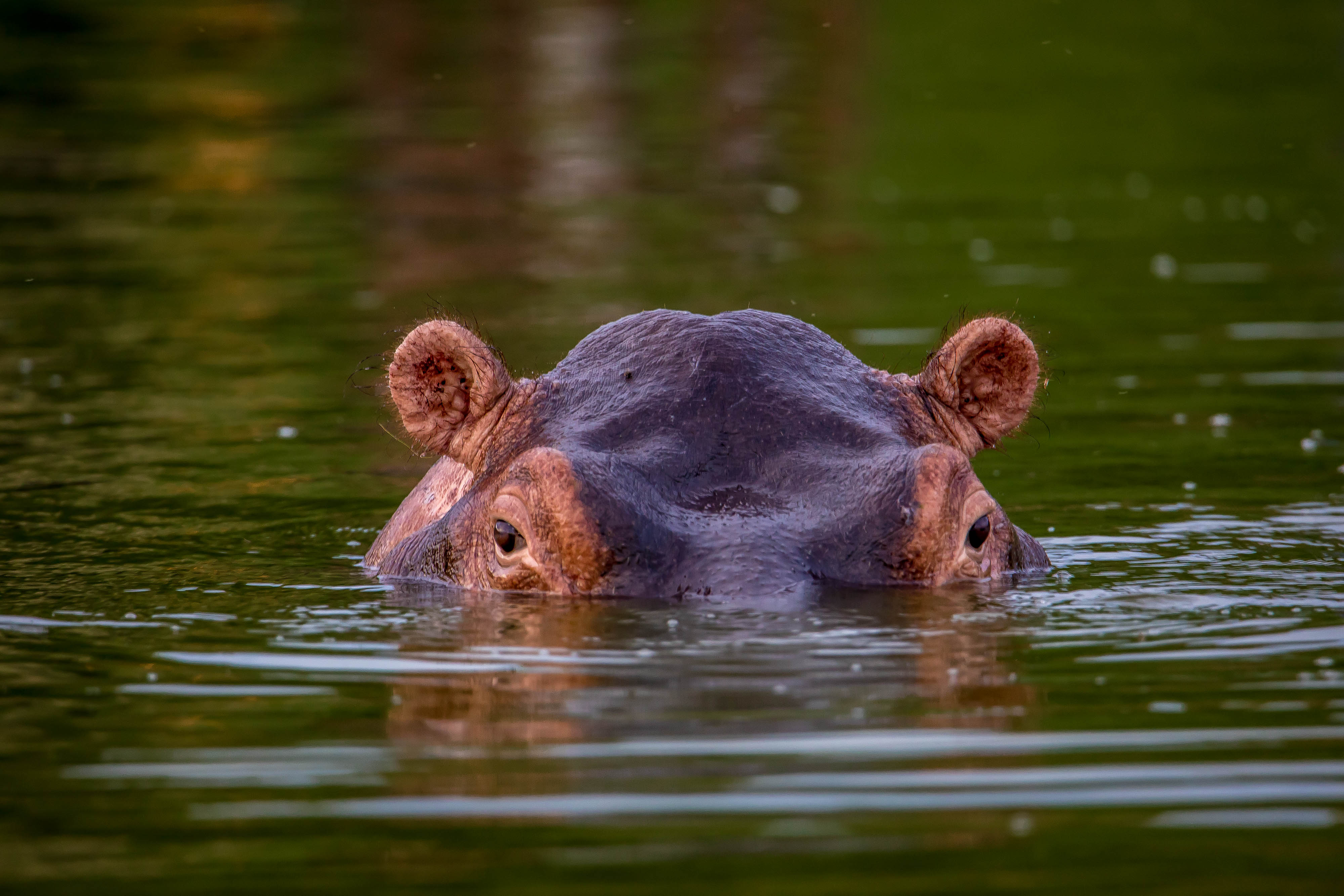 Image number 2 for 8-Days Luxury Gorilla & Chimpanzee Safari Tour.