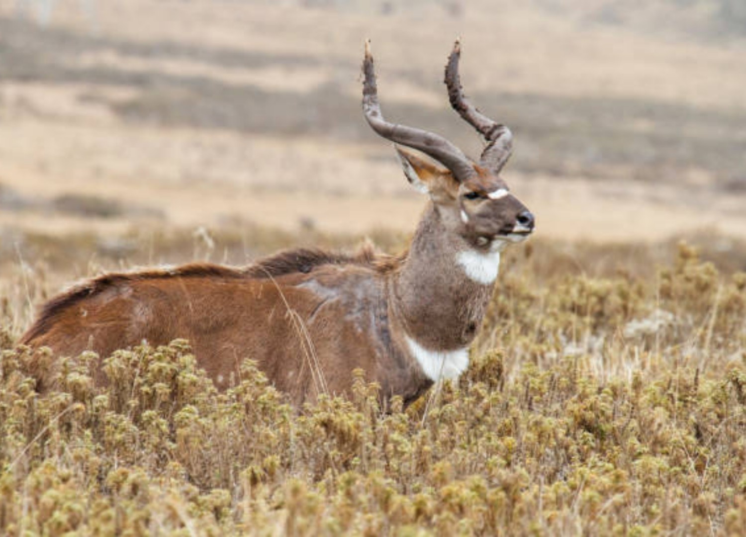 Image number 14 for 4 Days Bale Mountain Wild Life & Game Drive Tour