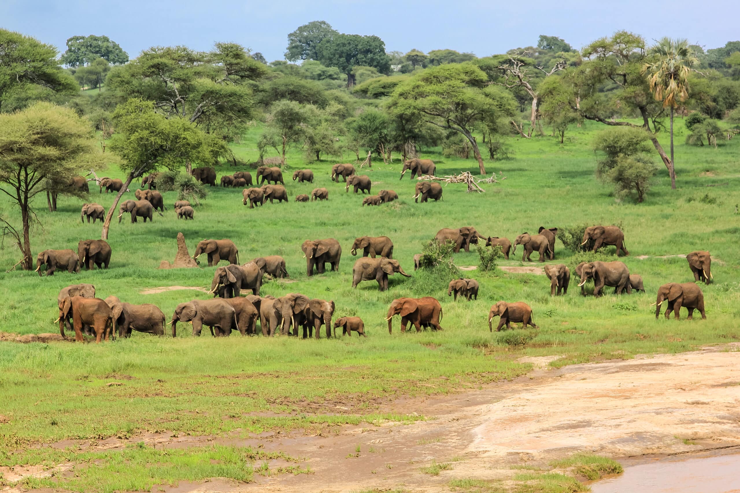 background image for - Wildlife Adventure Tanzania Safari