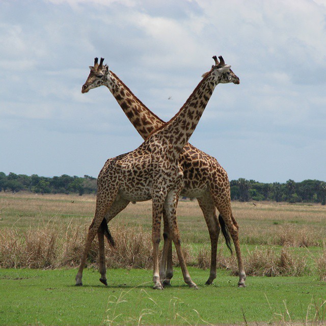 Image number 6 for 3 Day : Nyerere National Park (ex Selous Game Reserve)