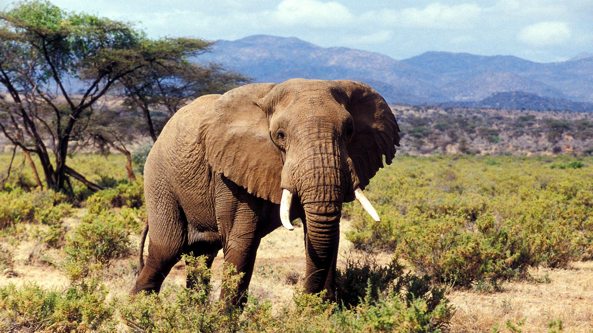Image number 6 for Discover Amboseli & Tsavo’s Wildlife  Safari
