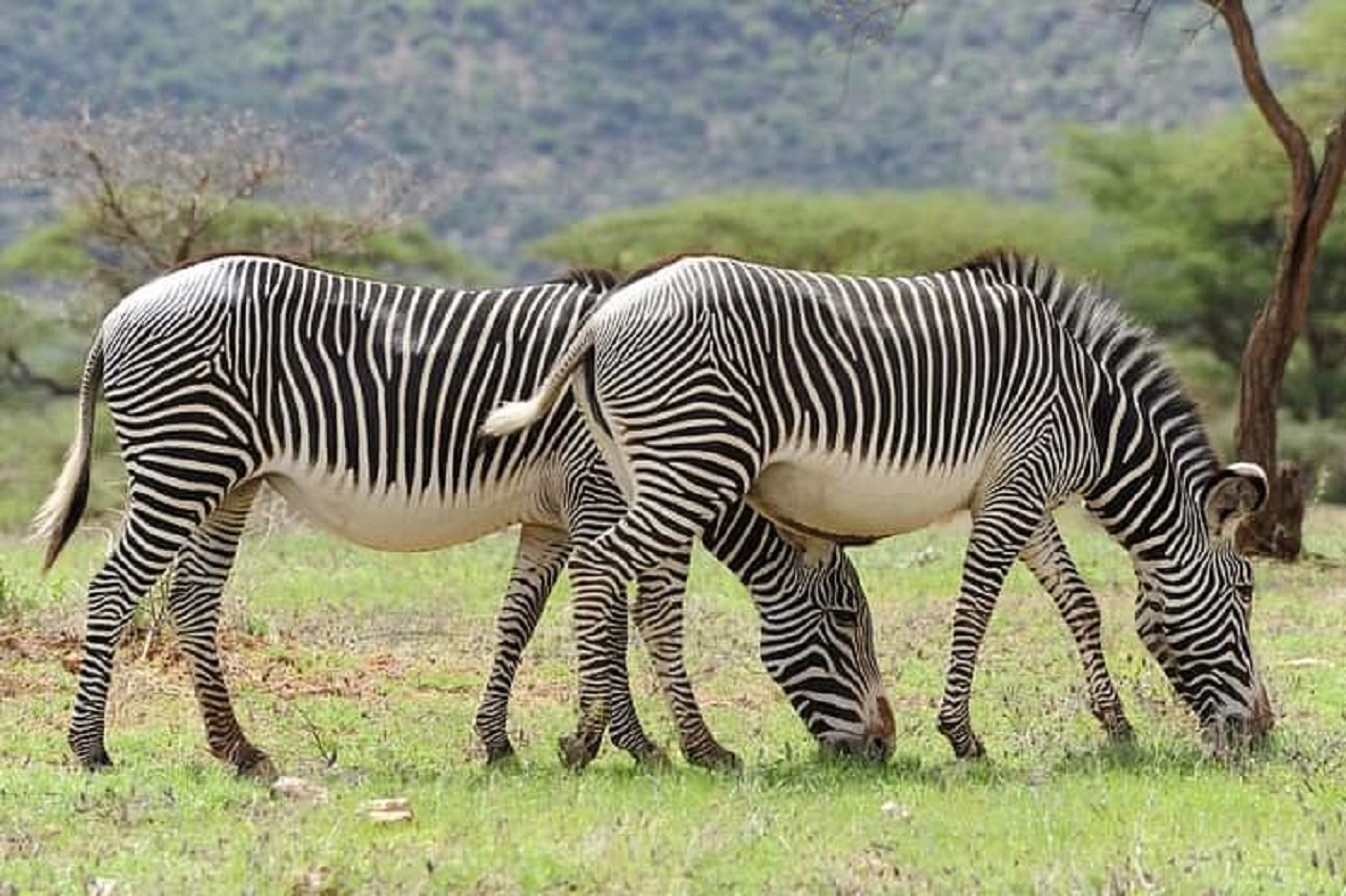 Image number 3 for From Nairobi: 3-Day Tour To Samburu National Reserve