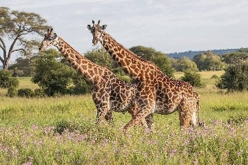 background image for - Tarangire And Ngorongoro Cultural Experience Safari