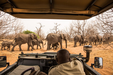 Image number 1 for Luxury Tarangire, Ngorongoro & Manyara Tour_safari