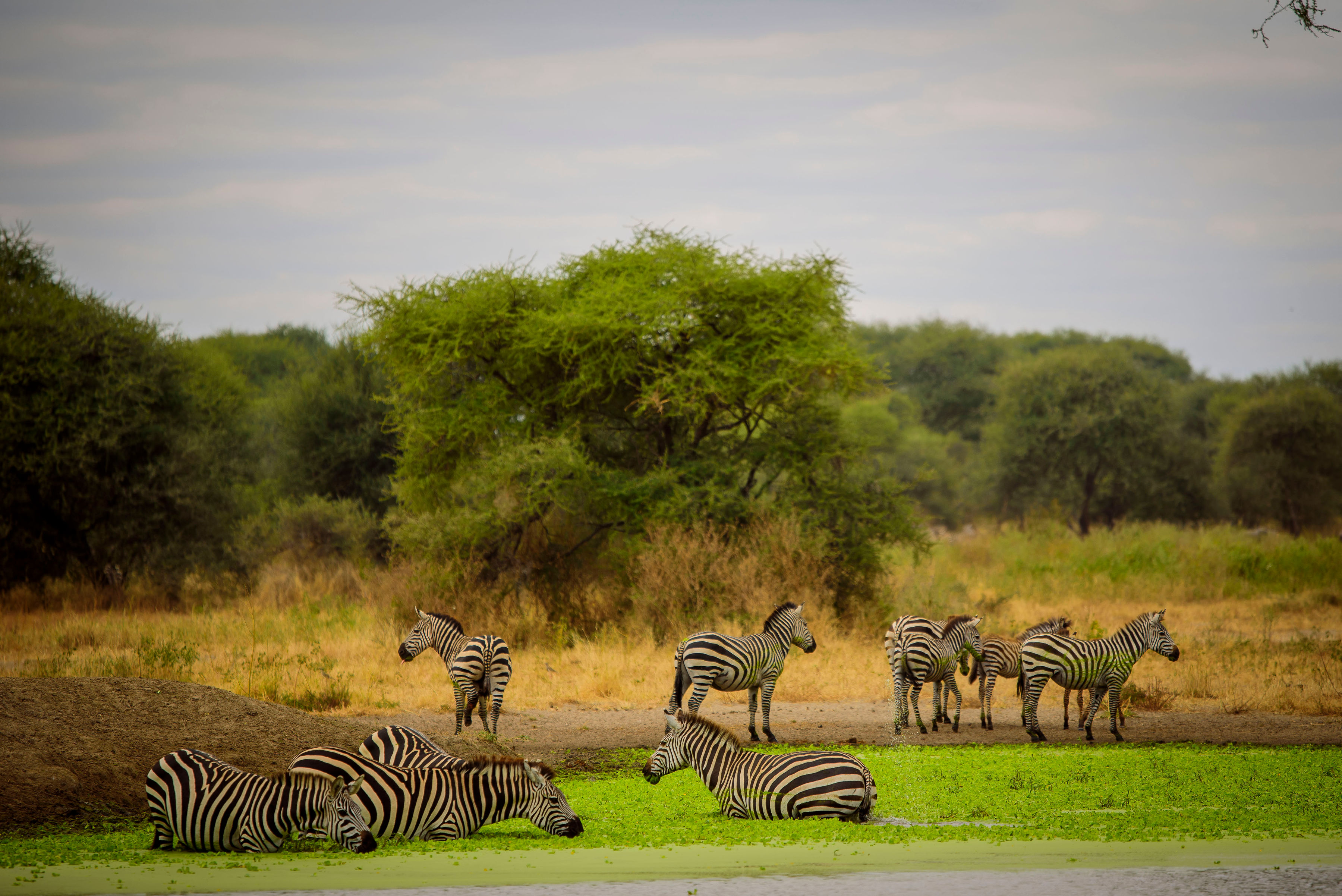Image number 4 for The Ultimate Luxury Northern Tanzania Safari