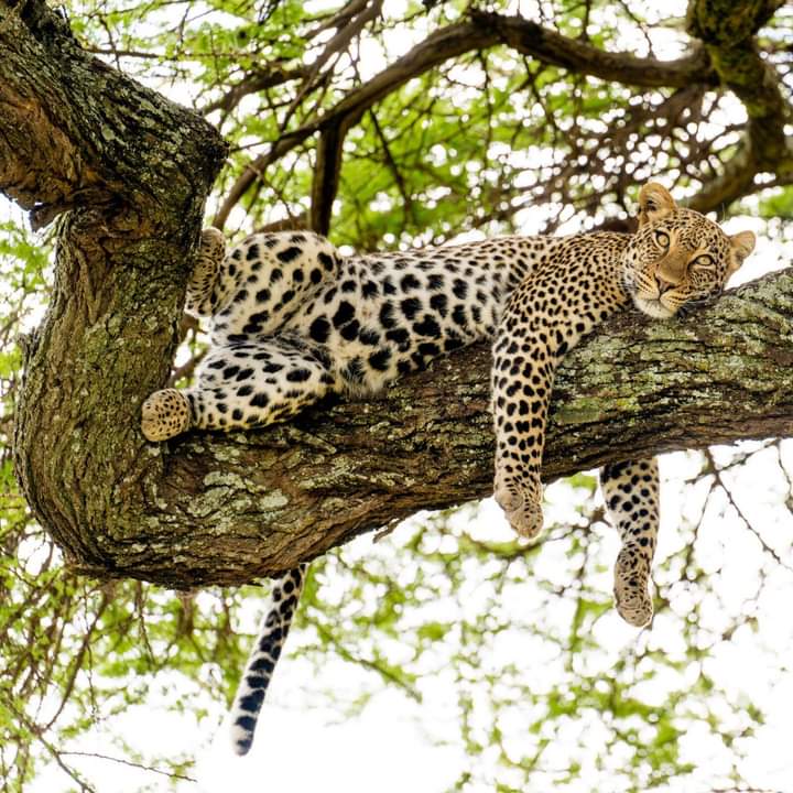 background image for - 