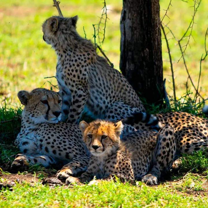 Image number 1 for Experience Maasai Mara: 3-Day Safari In 4x4 Jeep