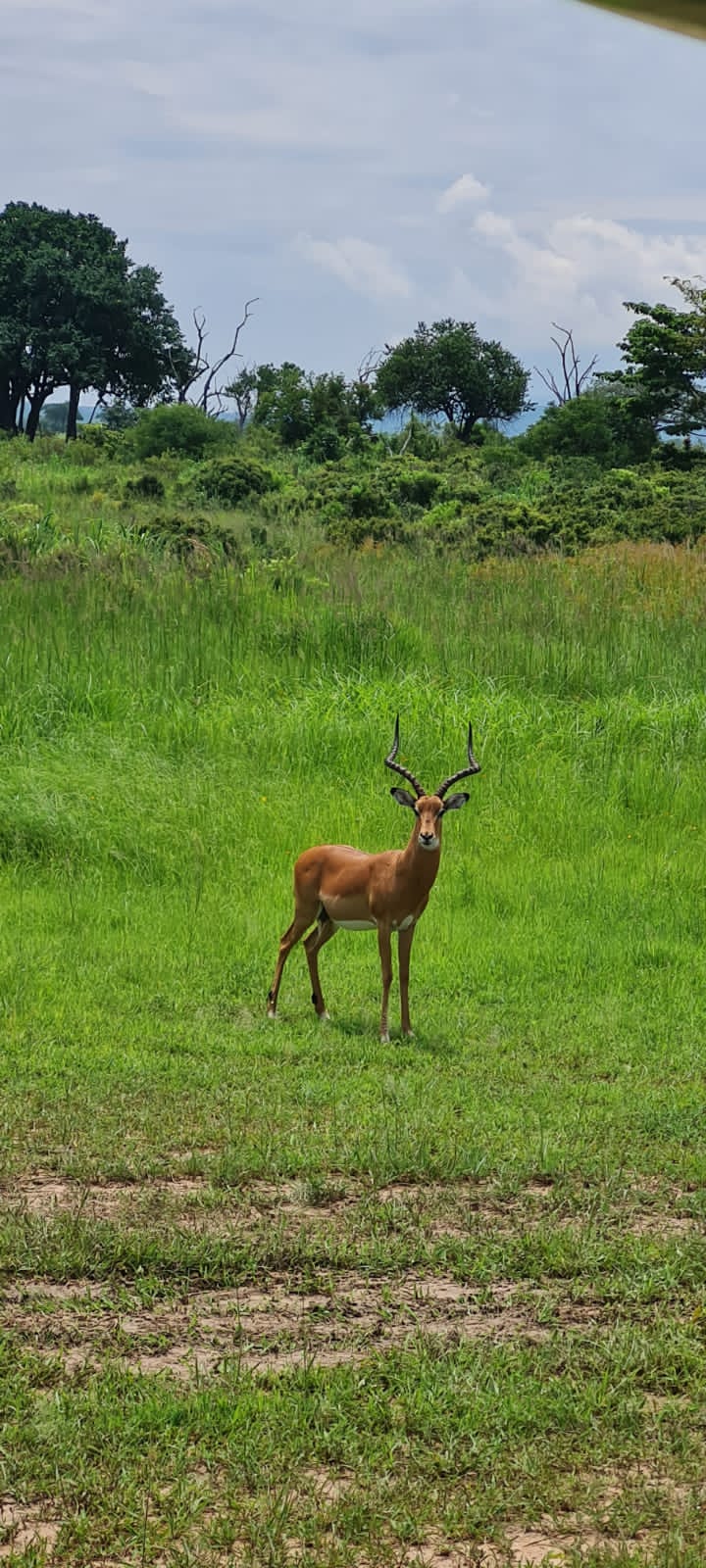 Image number 3 for Mikumi Safari From Zanzibar 