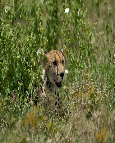 background image for - Tanzania 6 Days Safari
