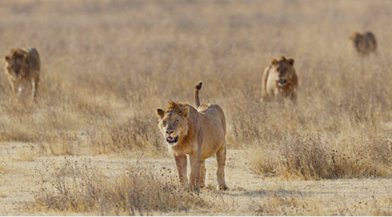 background image for - Best 6 Days Tanzania Safari To Top 4 Parks