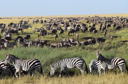 Image number 3 for 3 Days Luxury Tanzania Serengeti Migration Safari