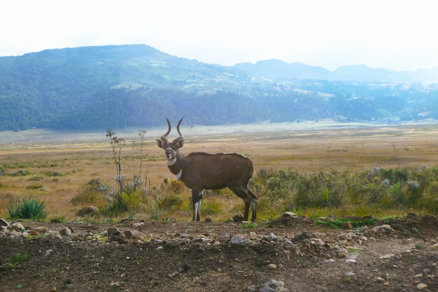 Image number 12 for 4 Days Bale Mountain Wild Life & Game Drive Tour