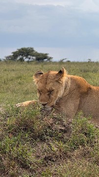 Image number 5 for Arusha, Tarangire, Ngorongoro & Manyara Safari