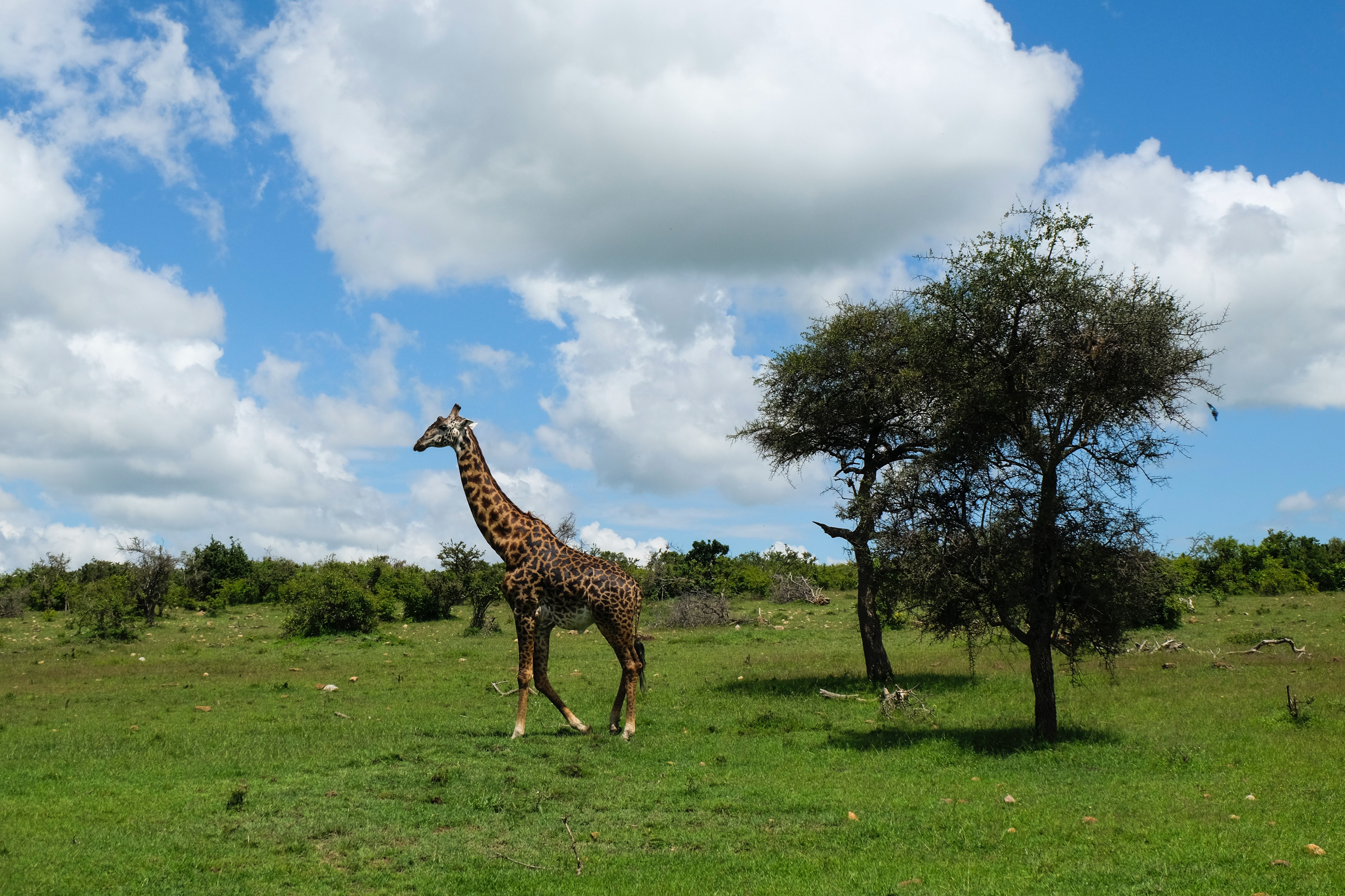 background image for - 3 Days Luxury Tanzania Safari 