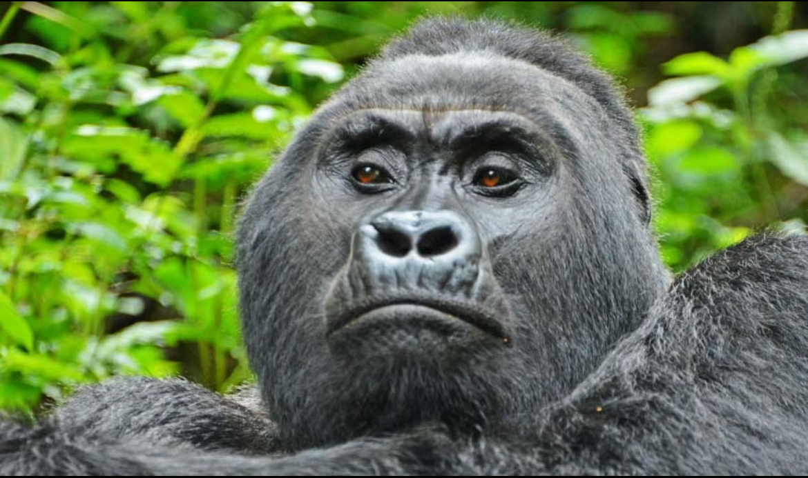 Image number 13 for 3- Day Uganda Gorilla Trekking Tour 