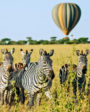 Image number 3 for Classic Tanzania Safari Private Mid-range