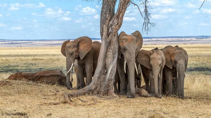 Image number 2 for Budget-friendly Safari Adventure To Tarangire & Ngorongoro Crater