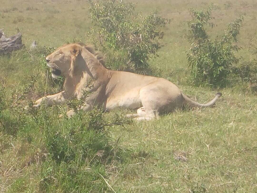 background image for - 3 Days Maasai Mara Private Safari 