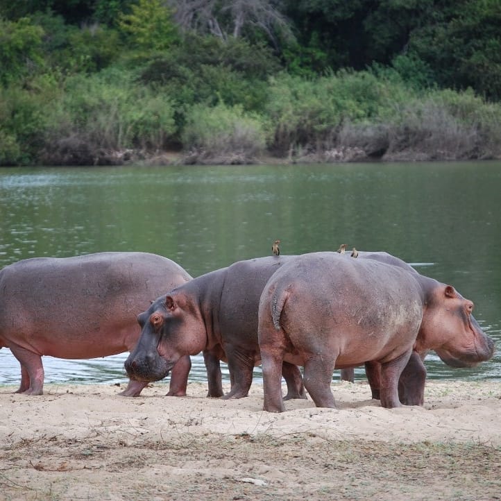 Image number 1 for 3 Day : Nyerere National Park (ex Selous Game Reserve)