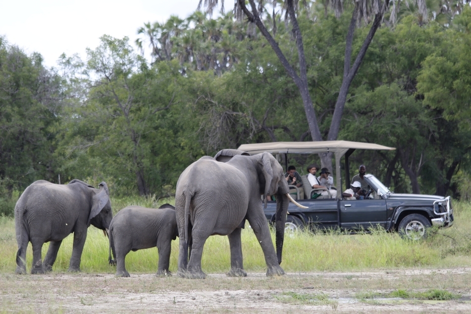 background image for - 2-Day Comfort Safari  To Nyerere National Park