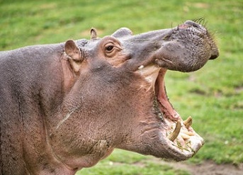 Image number 2 for 1-Day Tanzania Safari To Tarangire Np