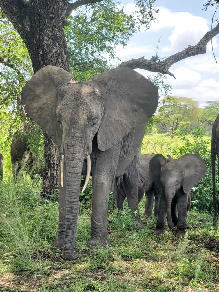 background image for - 2 Day : Mikumi And Masai Cultural Expereince 