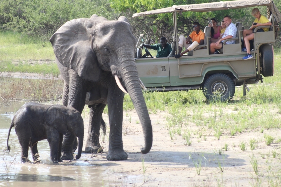Image number 1 for 2-Day Comfort Safari Experience To Nyerere National Park