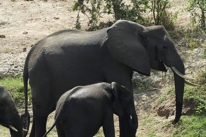 background image for - Arusha Np, Tarangire, Ngorongoro & Manyara_safari