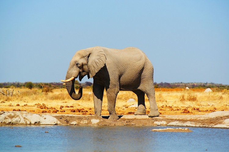 Image number 2 for 2 Days Tanzania Camping Safari 2026-2027