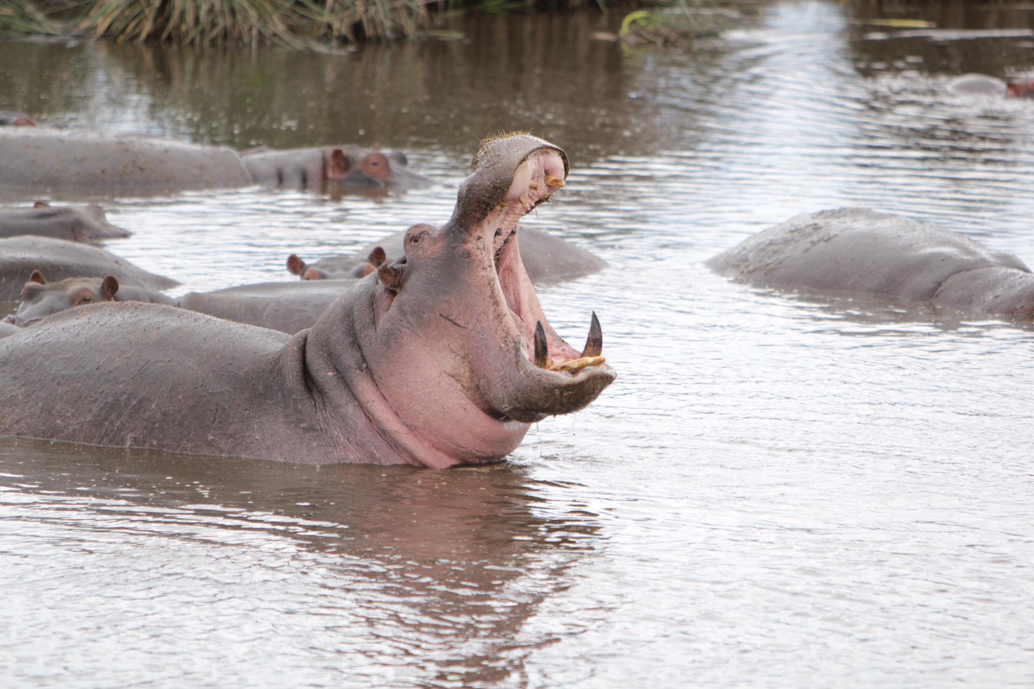 Image number 7 for Half Day : Nyerere National Park (ex Selous Gr)