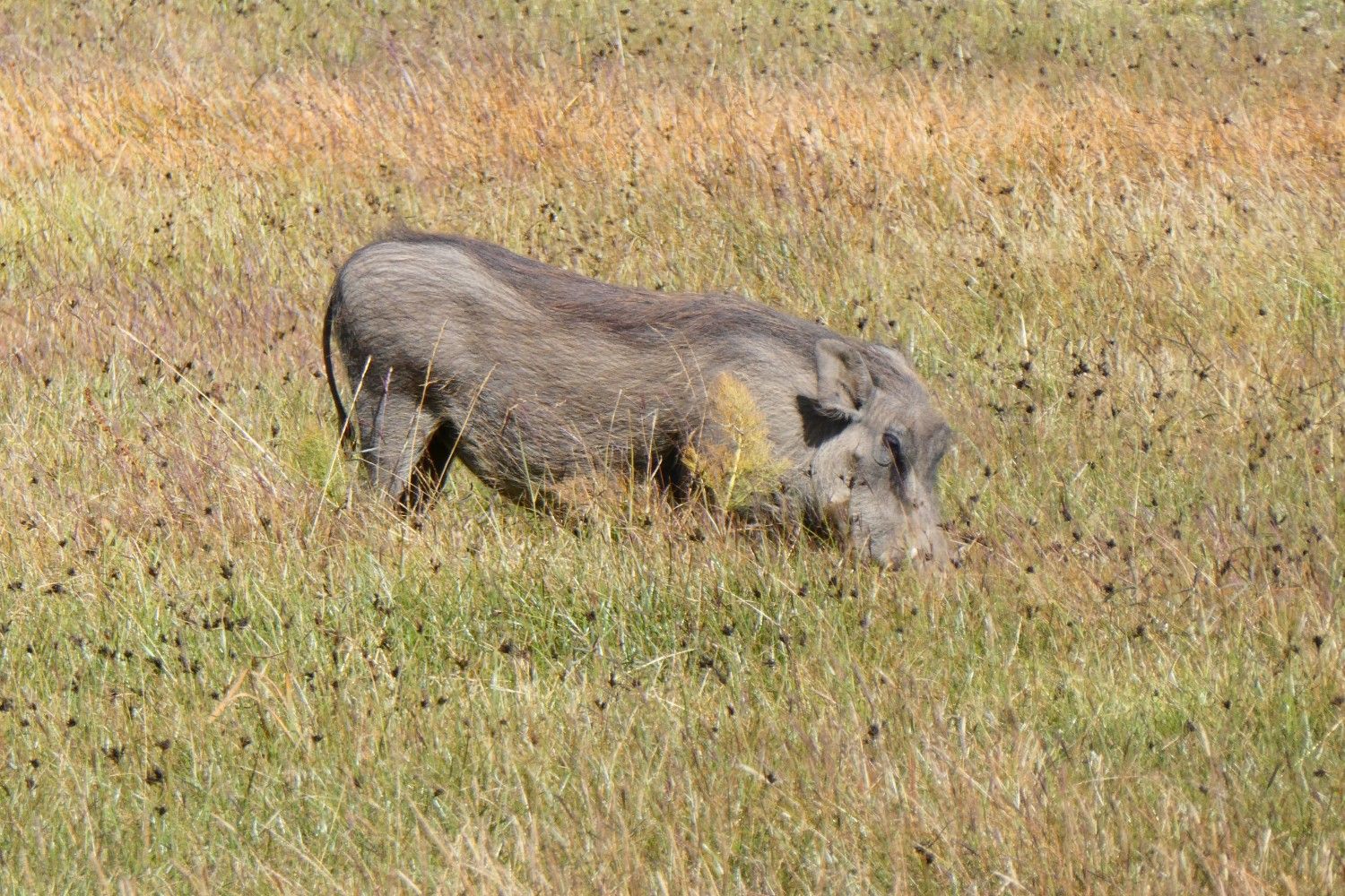 Image number 16 for 4 Days Bale Mountain Wild Life & Game Drive Tour