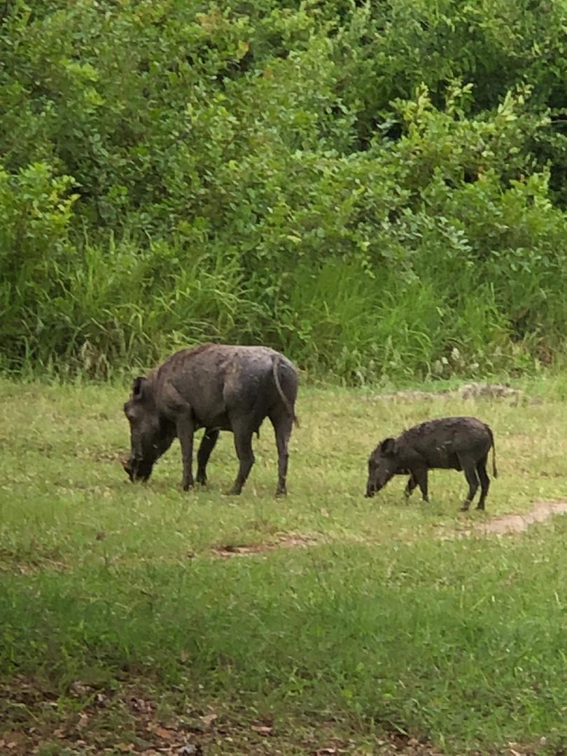 Image number 5 for 4 Day : Nyerere National Park And Mikumi National Park