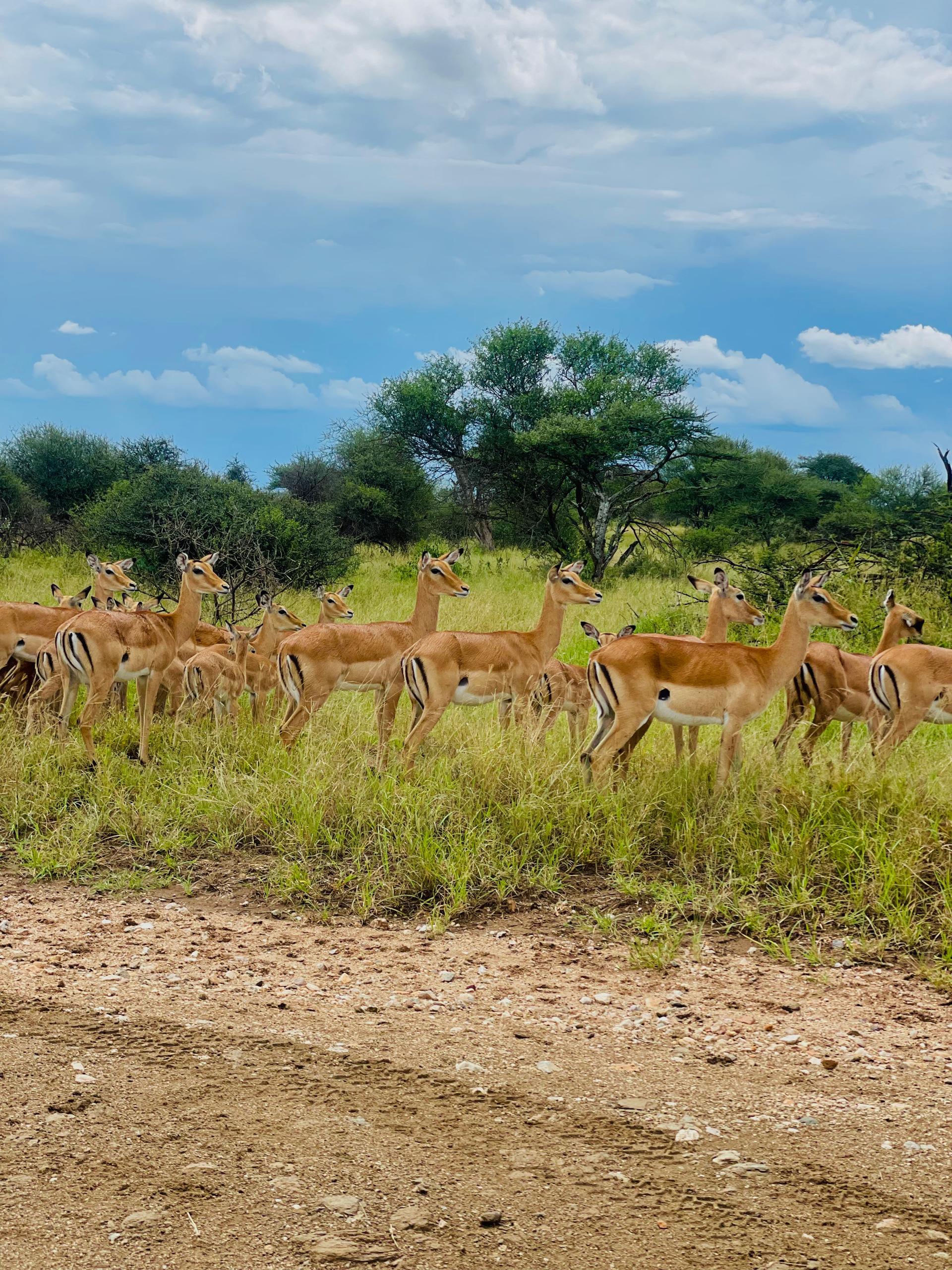 Image number 4 for 3 Days 2nights  Fly In Zanzibar Tarangire, Manyara & Ngorongoro Crater
