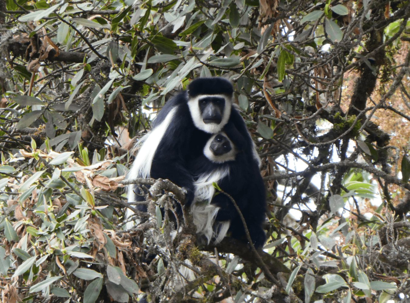 Image number 4 for Bale Mountains Adventure: Wildlife And Wilderness