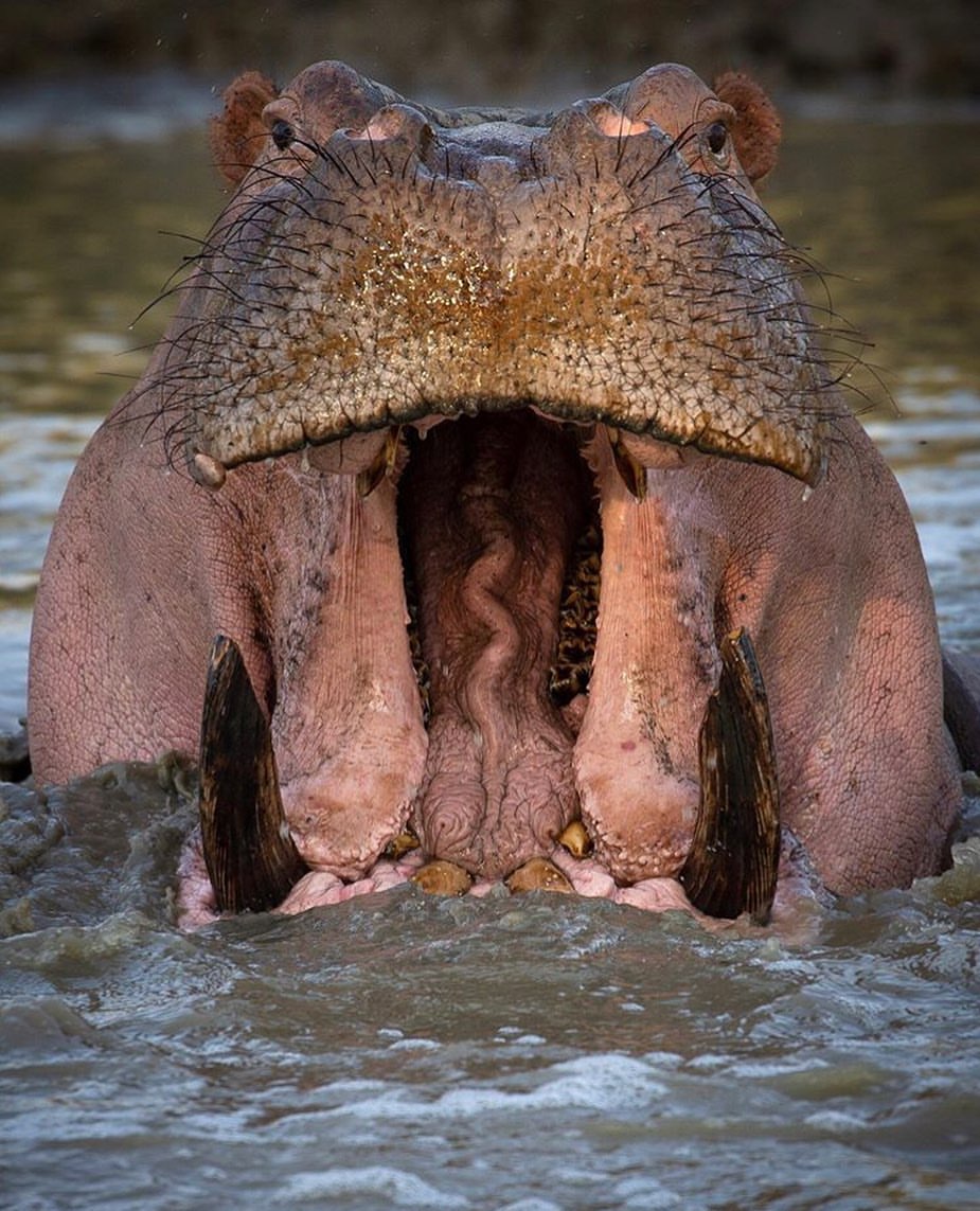 Image number 3 for 3 Day - Mikumi National Park And Maasai Cultural Experience